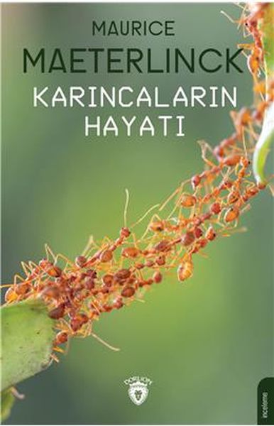 karincalarin-hayati