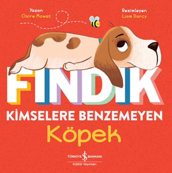 findik-kimselere-benzemeyen-kopek