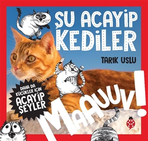 daha-kucukler-icin-su-acayip-kediler