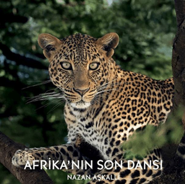 afrika-nin-son-dansi