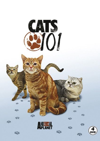 cats-101-kediler