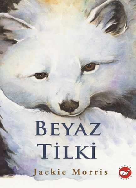 beyaz-tilki