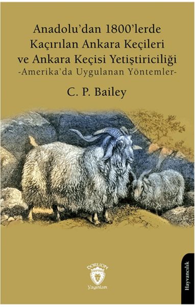 anadolu-dan-1800-lerde-kacirilan-ankara-kecileri-ve-ankara-kecisi-yetistiriciligi-amerika-da-uygula